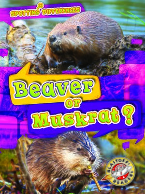 cover image of Beaver or Muskrat?
